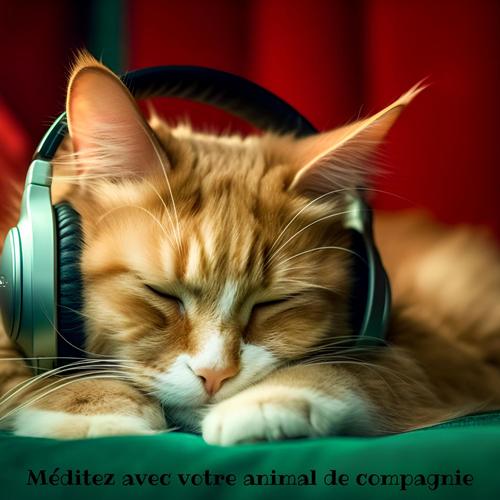 Méditez avec votre animal de compagnie : musique avec des fréquences Hz curatives et des sons de chat ronronnants