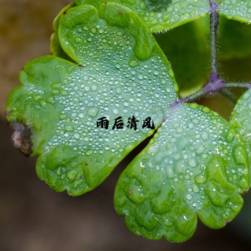 雨后清风