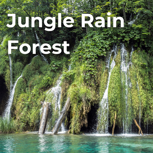 Jungle Rain Forest