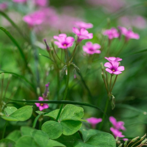 深山野花