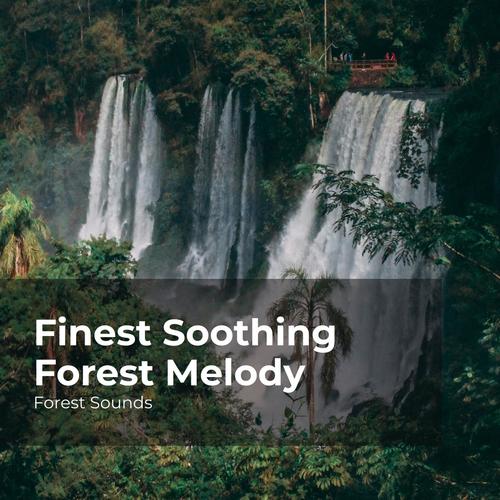 Finest Soothing Forest Melody