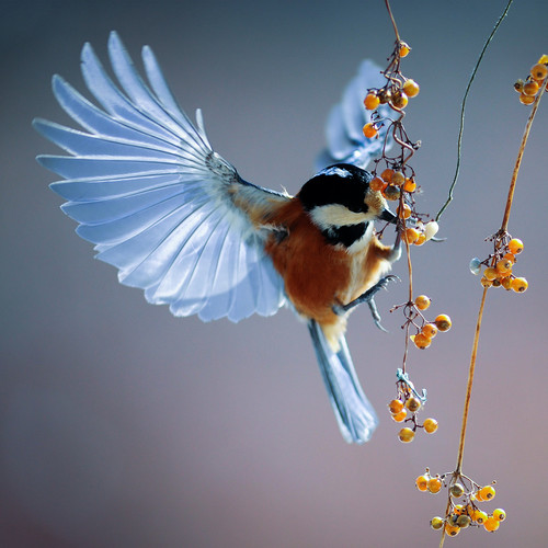 Wild Bird Chirping in the Forest