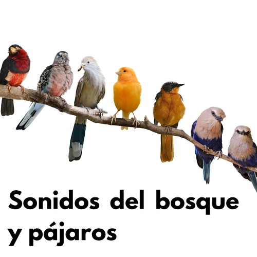 Sonidos del bosque y pájaros