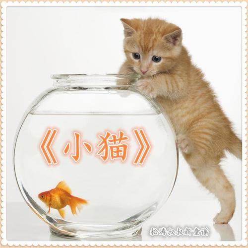 小猫