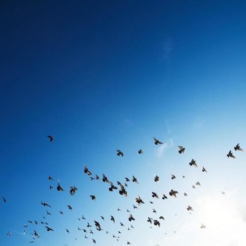 Fly Away