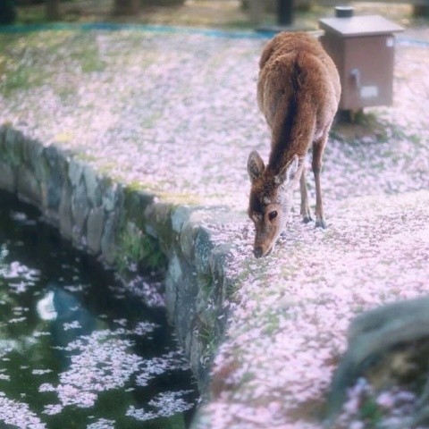 山水一程，三生有幸 (祝自己生日快乐)