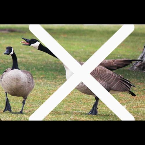 I Don't F With Geese (Explicit)