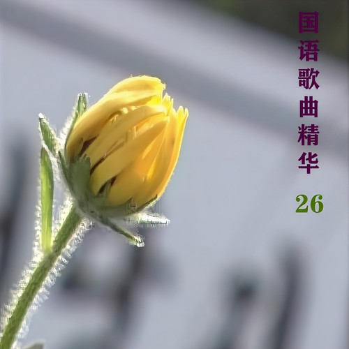 国语歌曲精华26