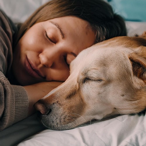 Melodías Suaves Para La Comodidad De Tu Perro