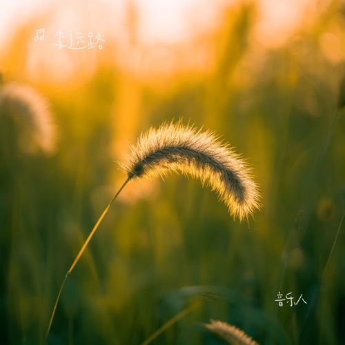 土坡上狗尾巴草（热播）