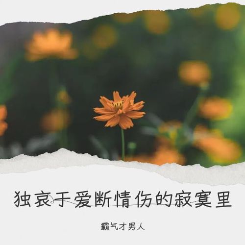 独哀于爱断情伤的寂寞里