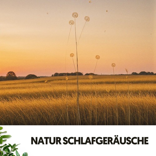 Natur Schlafgeräusche: Harmonien der Nacht