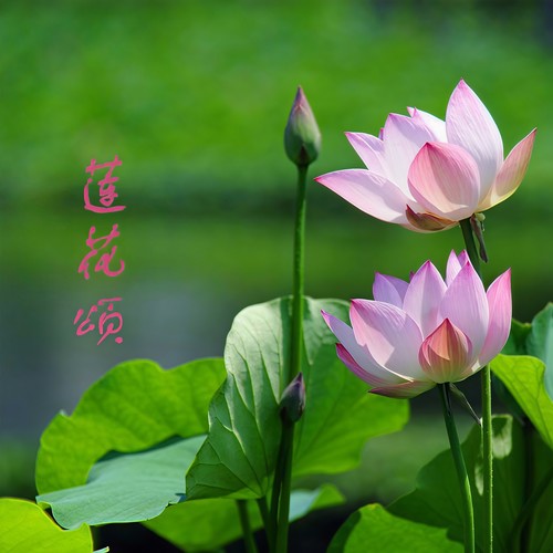 莲花颂