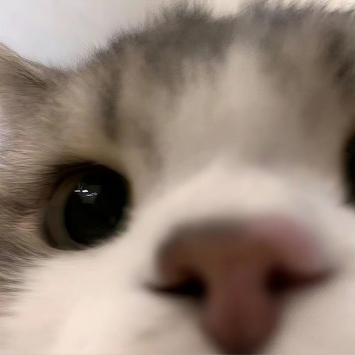 Kitty