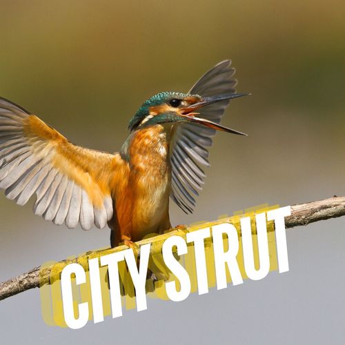 City Strut