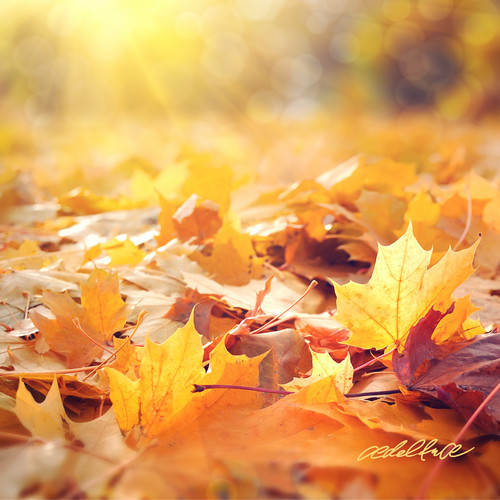 Bed Of Leaves