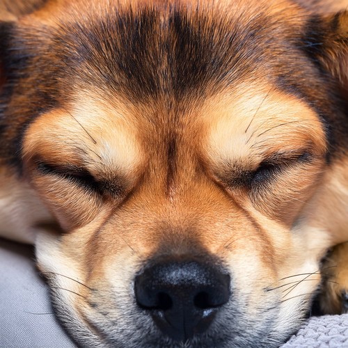 Hip Hop Dogs: Rhythms for Dogs