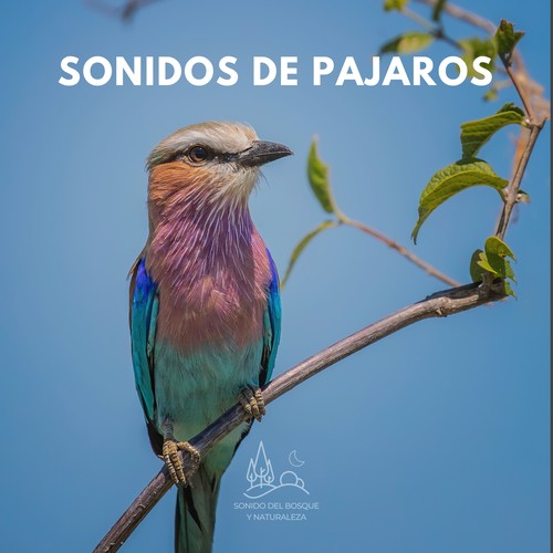 Sonidos de Pajaros