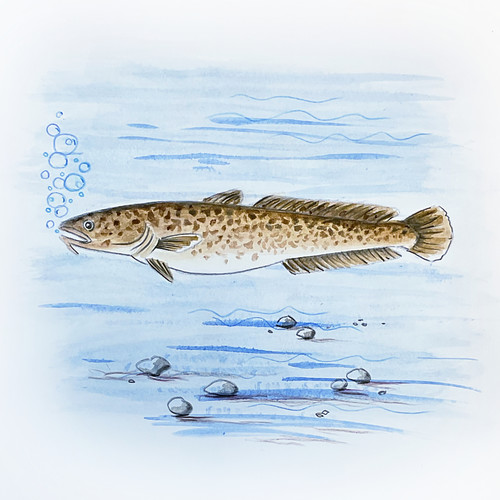 burbot