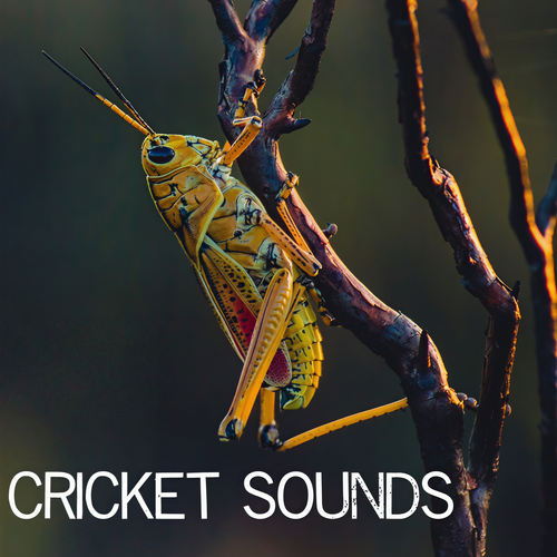 Cricket Sounds