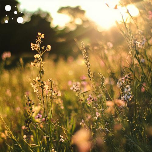 Sunlit Meadows