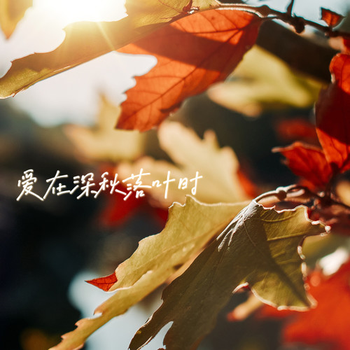 爱在深秋落叶时
