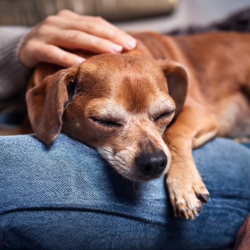 Coros Caninos: Música Para El Ocio De Los Perros