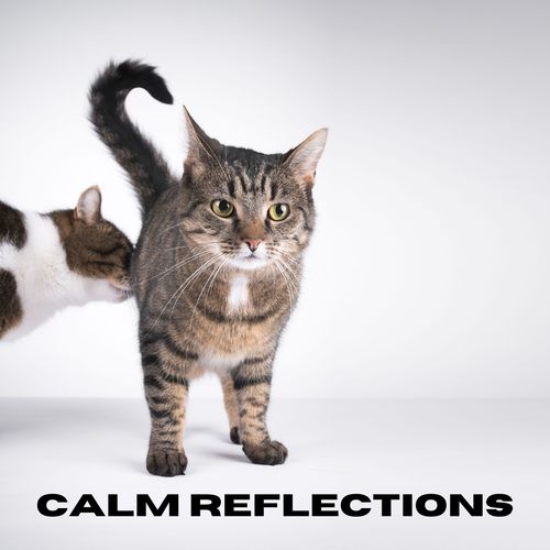 Calm Reflections