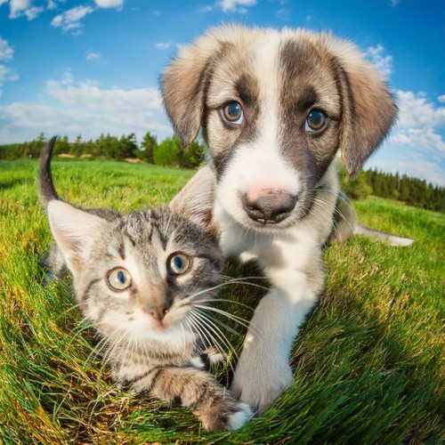 Paisajes Sonoros Suaves Para Calmar Mascotas