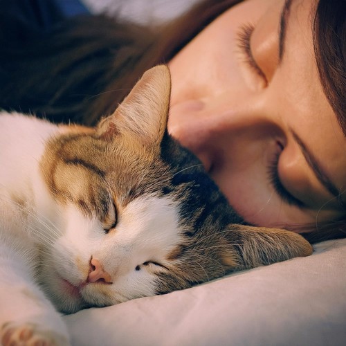 Notas De Ronroneo: Música Para La Serenidad De Los Gatos