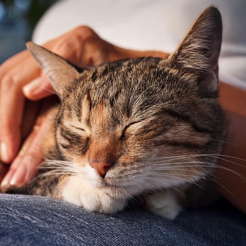 Flujo De Maullido: Música Hip Hop Para Gatos