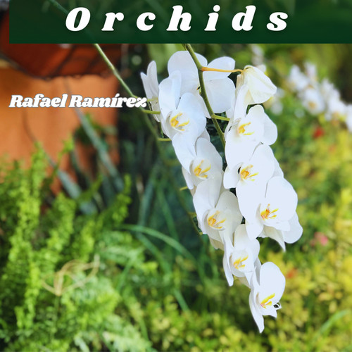 Orchids