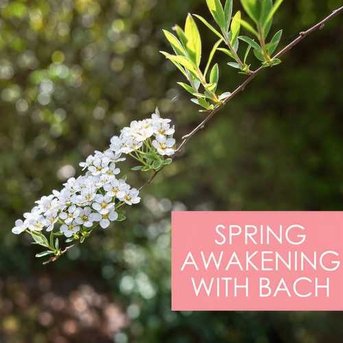 Spring Awakening with Bach