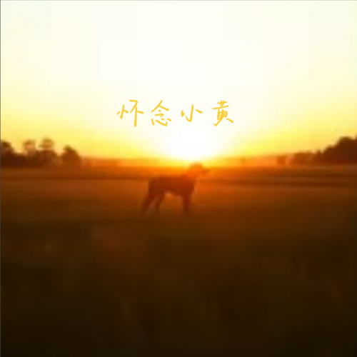 怀念小黄