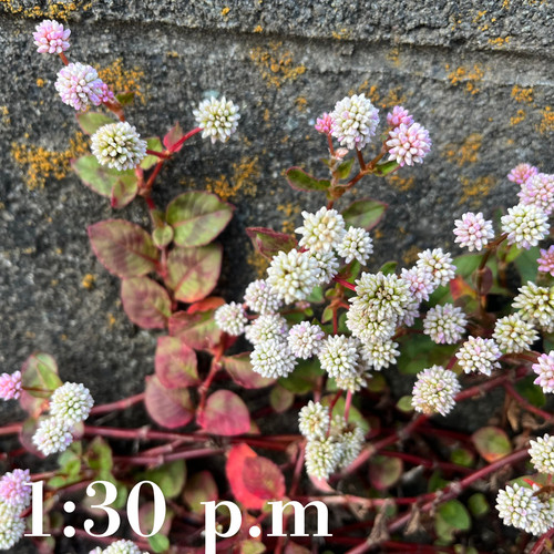 1:30 PM