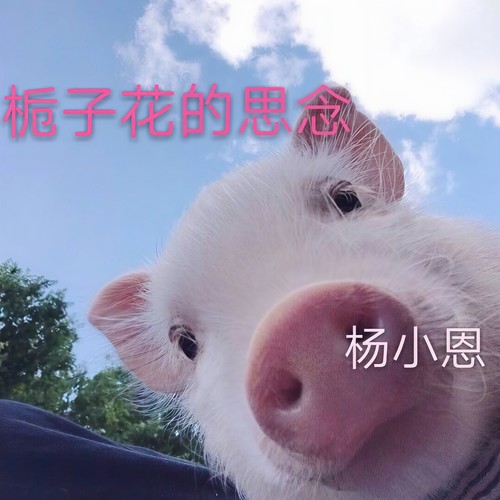 栀子花的思念