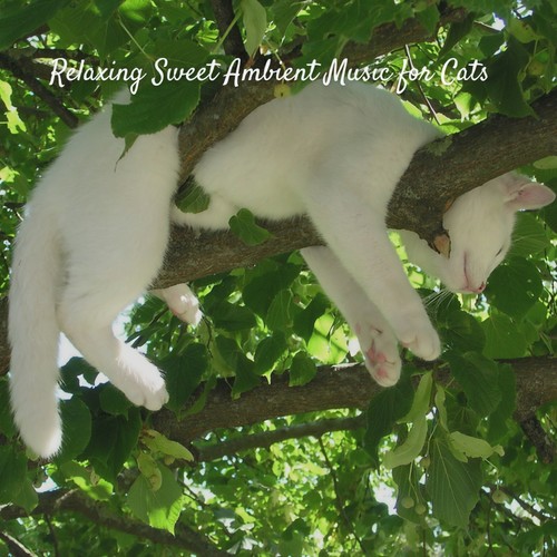 Relaxing Sweet Ambient Music for Cats