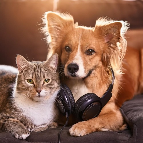 Pets' Calming Chords: Relaxing Animal Melodies