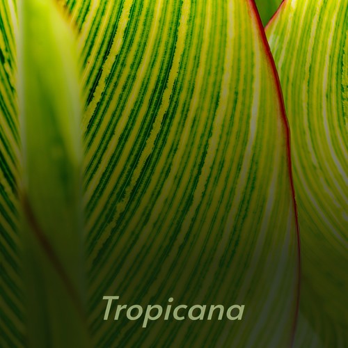 Tropicana