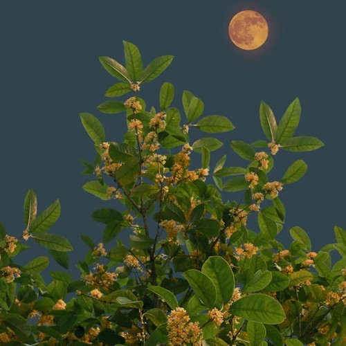 如花似梦