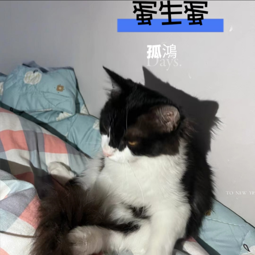 蛋生蛋(翻唱)