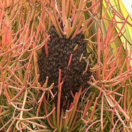 Bees Swarm