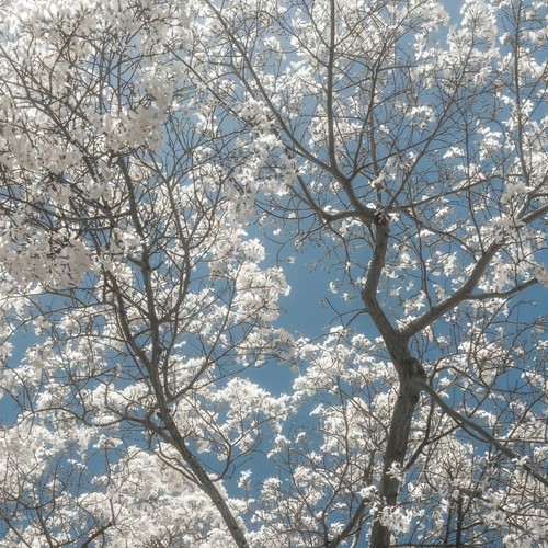 Yasashi (纯享版)
