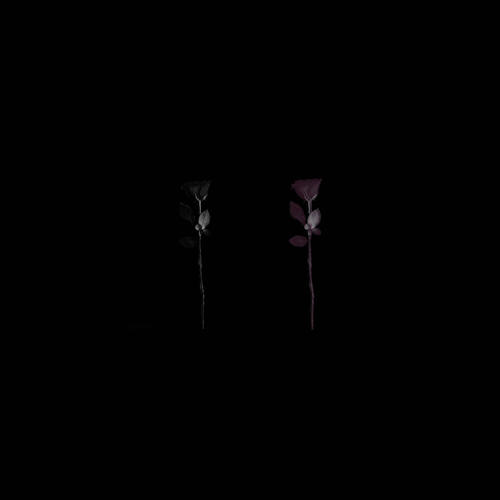 BLACK ROSES.