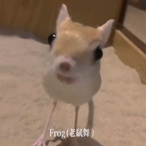 Frog (老鼠舞)