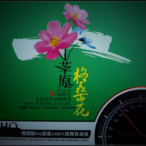 草原格桑花