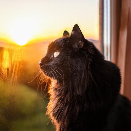 Ritmos Felinos: Hip Hop Suave Para Gatos Geniales