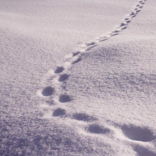 trace my steps (Explicit)