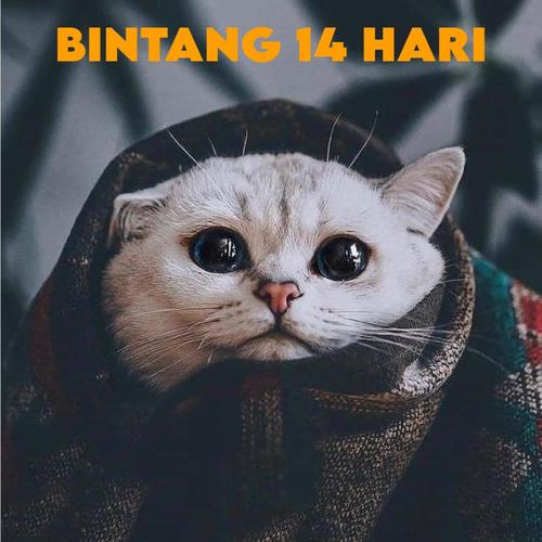 DJ BINTANG 14 HARI