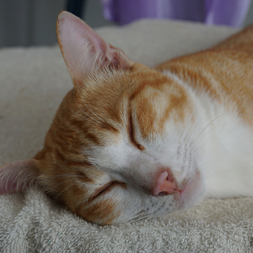 Piano Purrfect Zen: Rainy Cat's Daydreams Flow